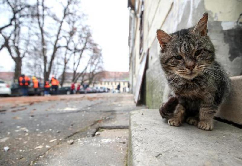  Pomoć za domaće životinje i kućne ljubimce s područja pogođenih potresima